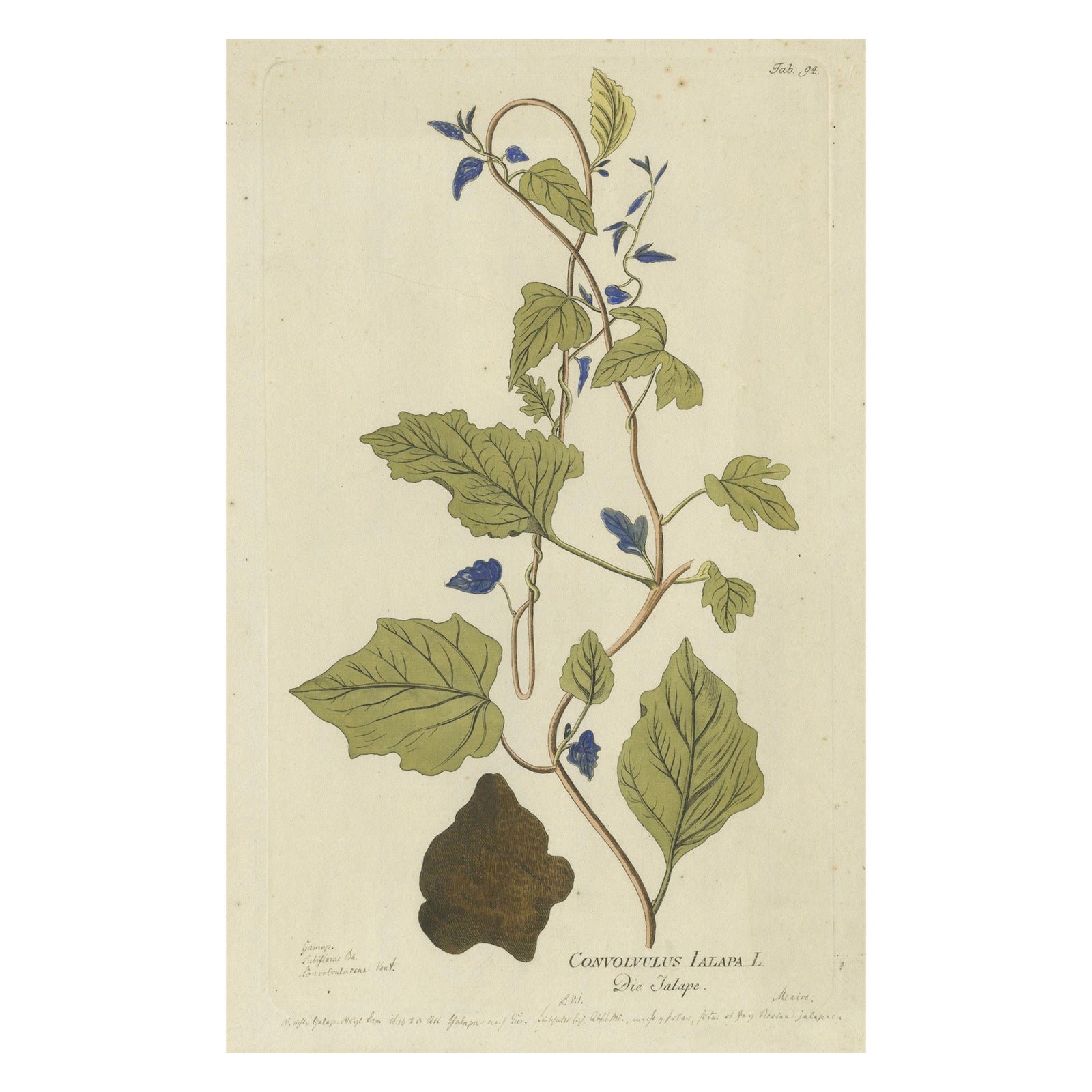 Convolvulus Jalapa Botanical Engraving, Icones Plantarum Medicinalium, 1788