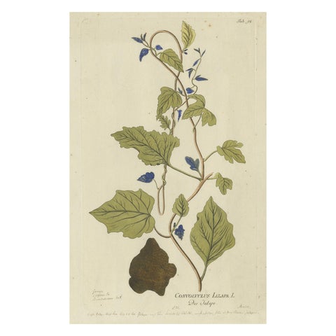 Convolvulus Jalapa Botanical Engraving, Icones Plantarum Medicinalium, 1788