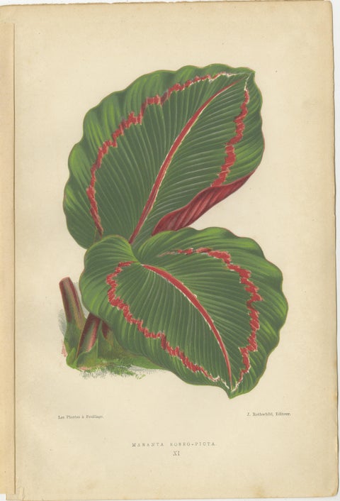 Vibrant Elegance: Botanical Illustrations of Foliage from 1880 Paris, view 3