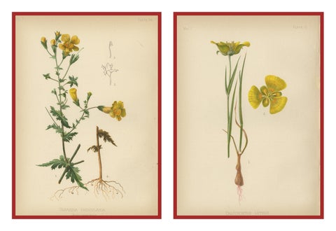 Native US Flora, Two Original Botanical Chromolithograps, 1879, view 4