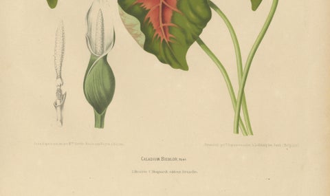 Heart of Jesus Caladium, Original Antique Botanical Print by van Nooten, c.1880, close-up 4