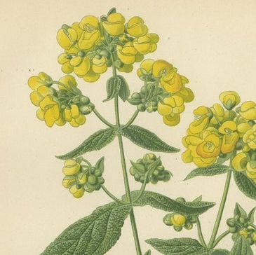 1897 Decorative Botanical Prints, Calceolaria Hybrida, Rugosa, and Alonsoa, close-up 1