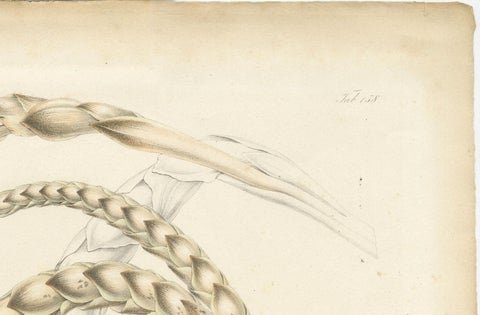 Large Original Antique Botanical Illustration of the Plectocomia Elongata, c1860, close-up 1