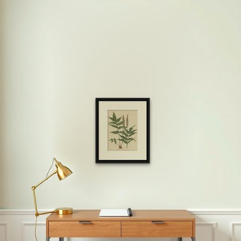 Antique Botany Print of Anemia Phyllitidis '1875', shown framed on a wall, true to size