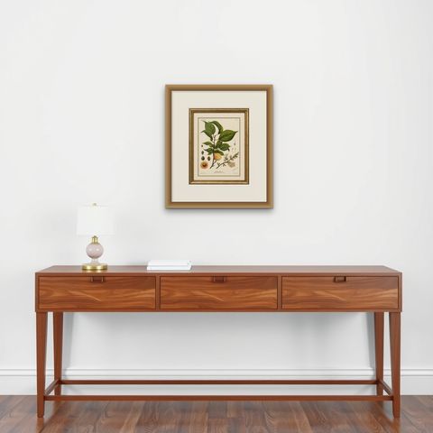 Antique Botanical Lithograph, Armenian Apricot, de Vriese, 1856, shown framed on a wall, true to size