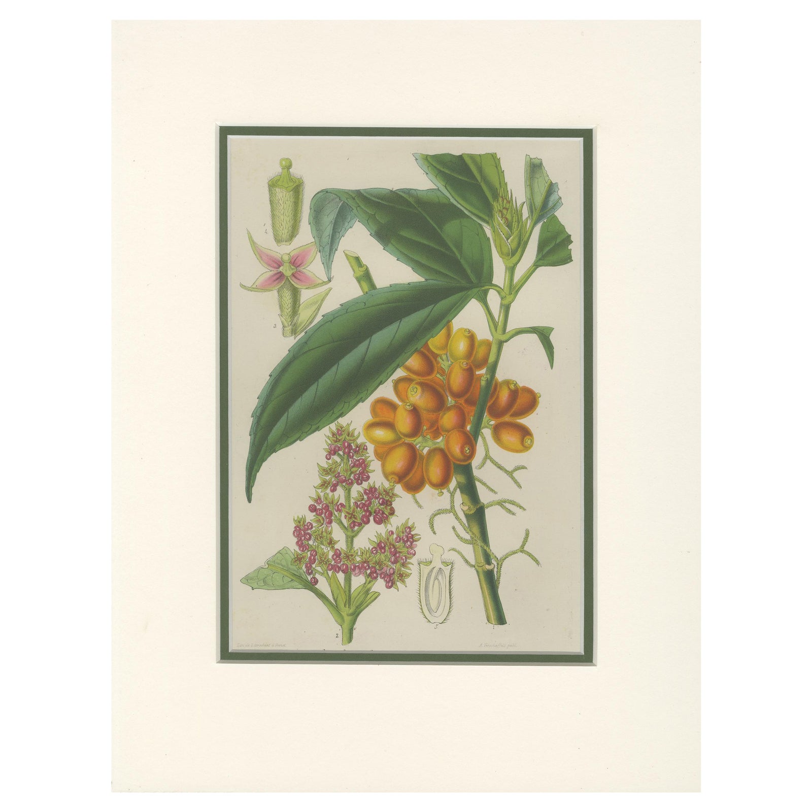 Antique Botany Print of the Aucuba Himalaica by Stroobant, 1859
