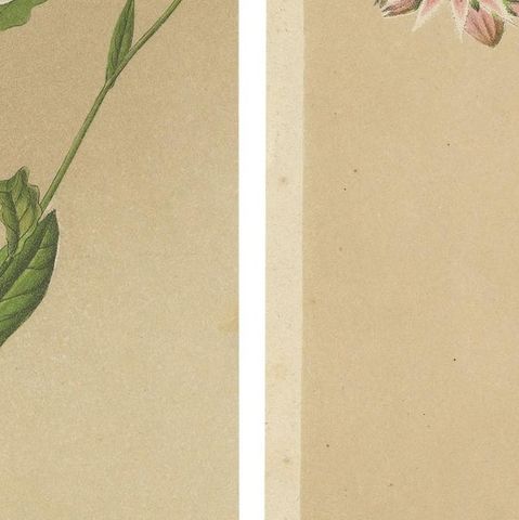 Set of 2 Antique Botany Prints, Nicotiana Suaveolens 'c.1880', close-up 2