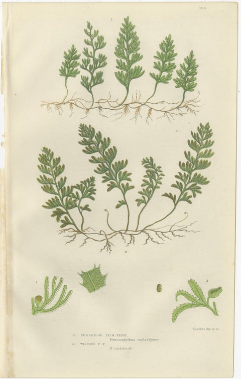 Interrupted Club Moss, Marsh Club Moss and Alpine Club Moss, Botanicals of 1873, view 2