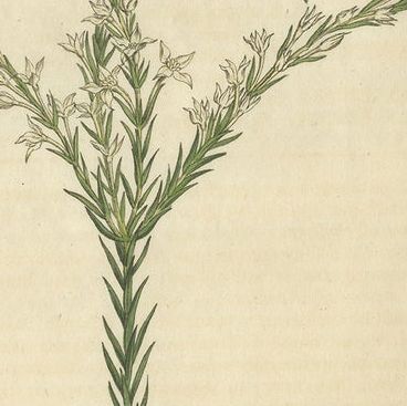 Set of 3 Antique Botany Prints, Struthiola, Speedwell, Phylica, close-up 2