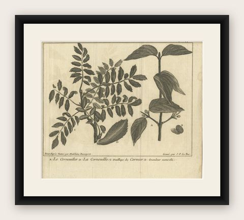 Antique Botany Print of Dogwood by Le Bas, 1752, shown framed