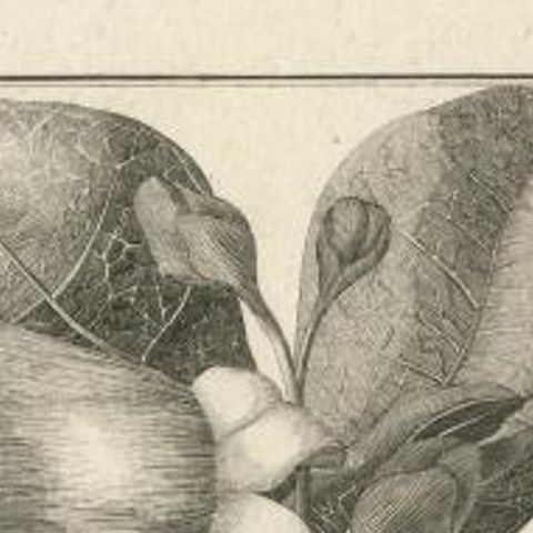 Antique Botany Print of The Barringtonia Plant by Cook, 1803, close-up 1