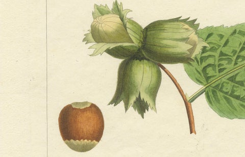 Botanical Print: Common & Spanish Hazelnut, Le Jardin Fruitier, 1821, close-up 2