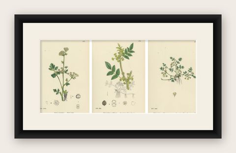 Hand-Colored Botanical Engravings of Wild Celery & Water-Parsnip Varieties, 1902, shown framed