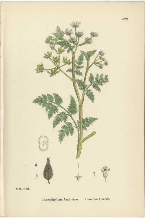 Elegant British Chervil Quartet, Hand-Colored Botanical Prints, England 1902, view 2