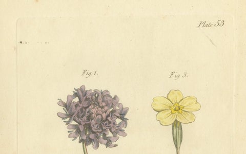 Antique Botanical Engraving of Dyer's Alkanet and Primrose Varieties, 1803, close-up 3