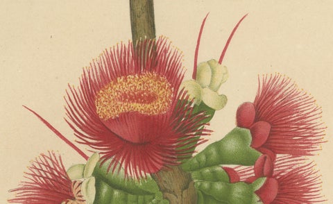 Antique Wax Apple Blossom Botanical Chromolithograph by Hoola van Nooten, c.1880, close-up 1
