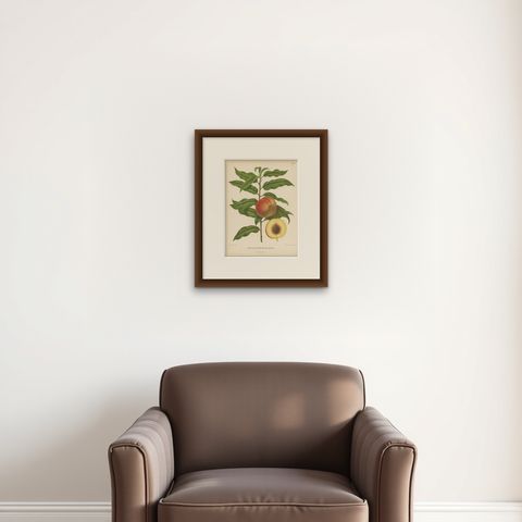 Antique Print of the Royal George Peach Severeyns, 1876, shown framed on a wall, true to size