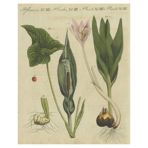 Elegant 1805 Hand-Colored Botanical Engraving of Bulbous Plants from Bertuch