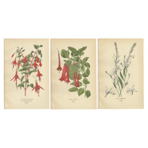 Botanical Prints: Fuchsia Globosa, Fuchsia Fulgens & Gaura Lindheimeri, 1897