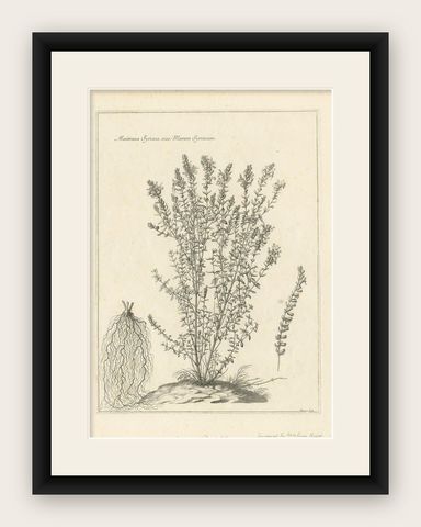 Syrian Oregano (Origanum Syriacum), Antique Botanical Engraving c.1676, shown framed