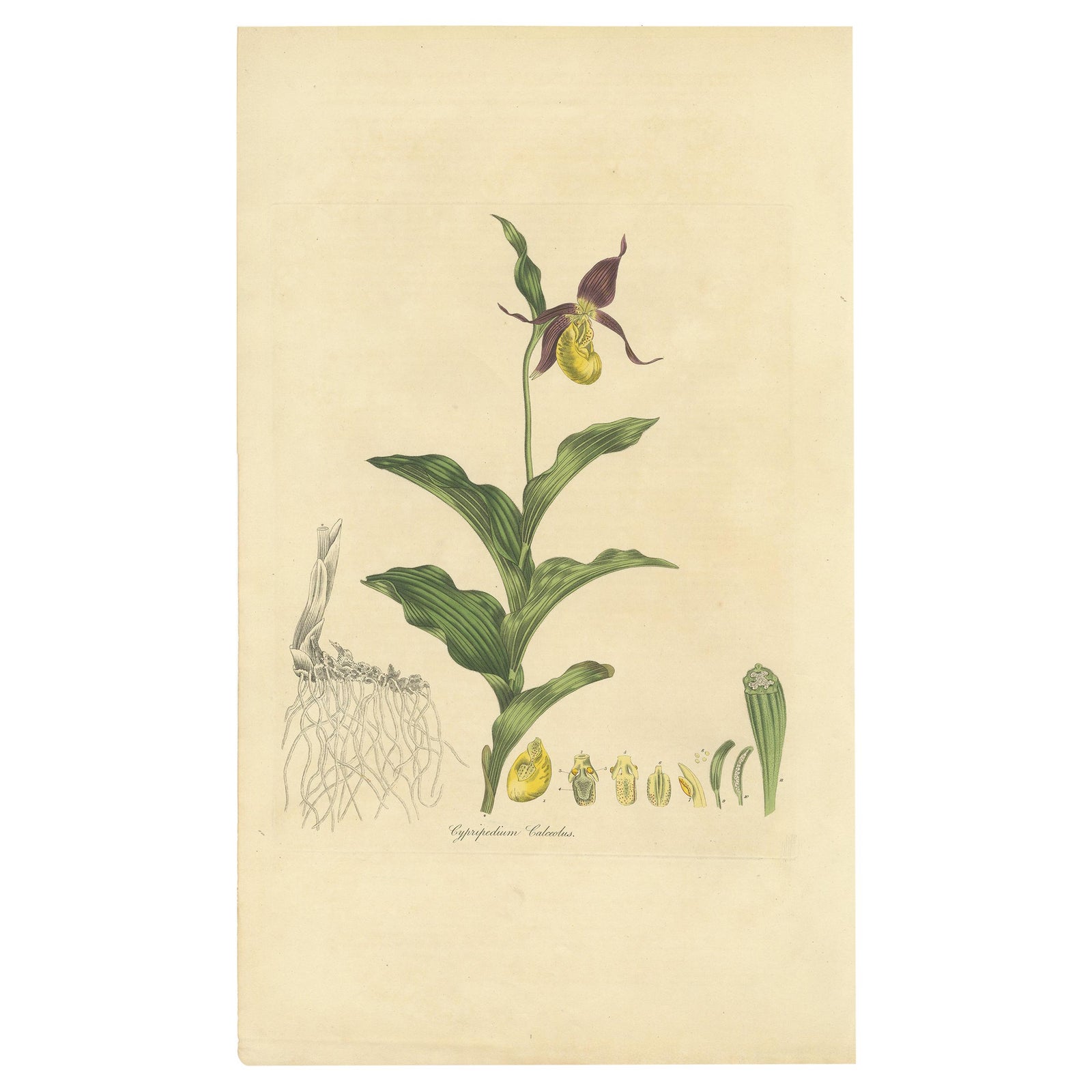 Antique Botany Print of Cypripedium Calceolus by Curtis, circa 1817
