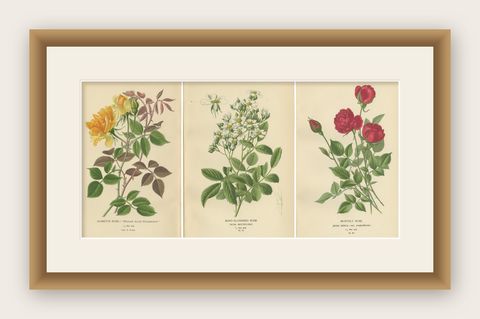 Antique Botanical Prints Collection: Roses and Greenhouse Favorites (1897), shown framed