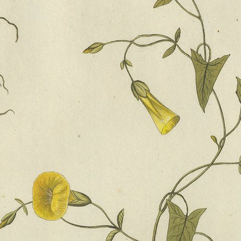 Vintage Scammony Vine Engraving, Icones Plantarum Medicinalium, 1788, close-up 4