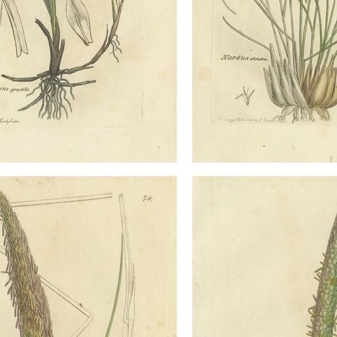 Set of 8 Antique Botanical Engravings of Cottongrass and Coastal Grasses, c.1830, close-up 2