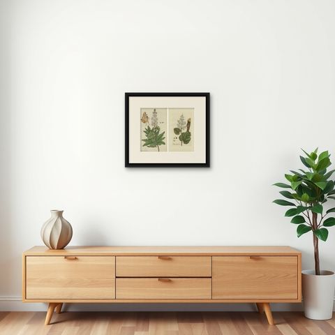 Set of 2 Antique Botany Prints, Rheum Rhapontieum & Rheum Palmatum, shown framed on a wall, true to size