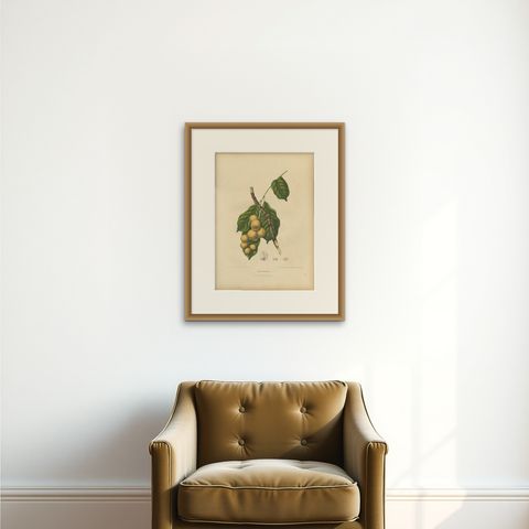 Original Antique Botanical Chromolithograph of the Asian Fruit Langsat, c.1880, shown framed on a wall, true to size