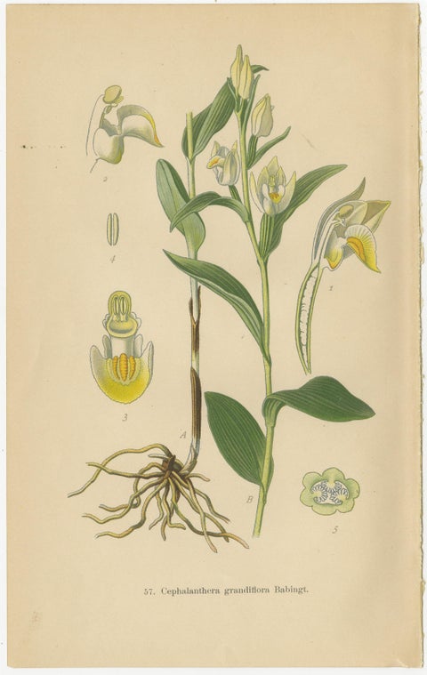 Orchid Elegance: Masterpieces of Botanical Illustration from 1904, view 2