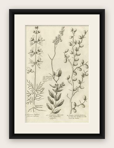 Antique Print of a Ziziphus and Other Plants by Shaw, 1780, shown framed