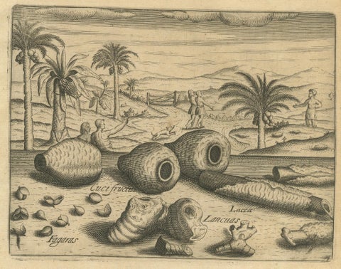 De Bry Botanical Engravings, Cinnamon, Aloe & Aromatic Plants, c.1598, close-up 2