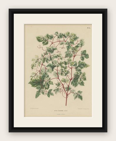 Antique Flower Print of the Ampelopsis Glandulosa var. Heterophylla, 1868, shown framed