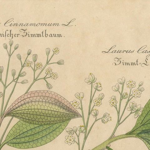 Antique Cinnamon Botanical Print, Laurus Cinnamomum & cassia, c.1831, close-up 4