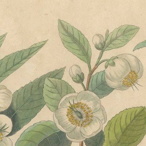 Antique Botanical Print of Thea Chinensis, Hand Colored, c.1831, close-up 4