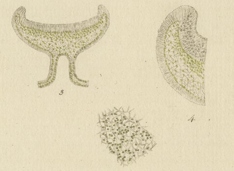 Engraving of Common Orange Lichen, Parmelia parietina, Published in 1819, close-up 1