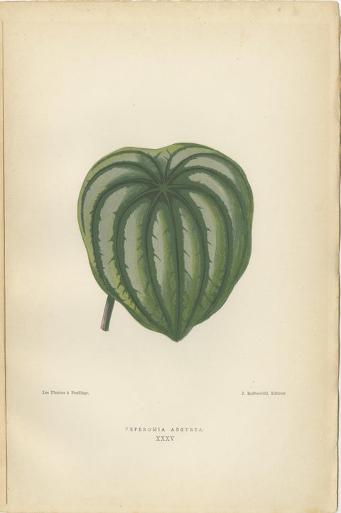 Heritage Botanicals: A Triptych of 1880 Parisian Flora, view 2