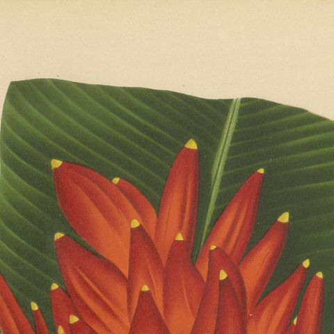 Antique Red Heliconia Botanical Chromolithograph by Hoola van Nooten, c. 1880, close-up 6