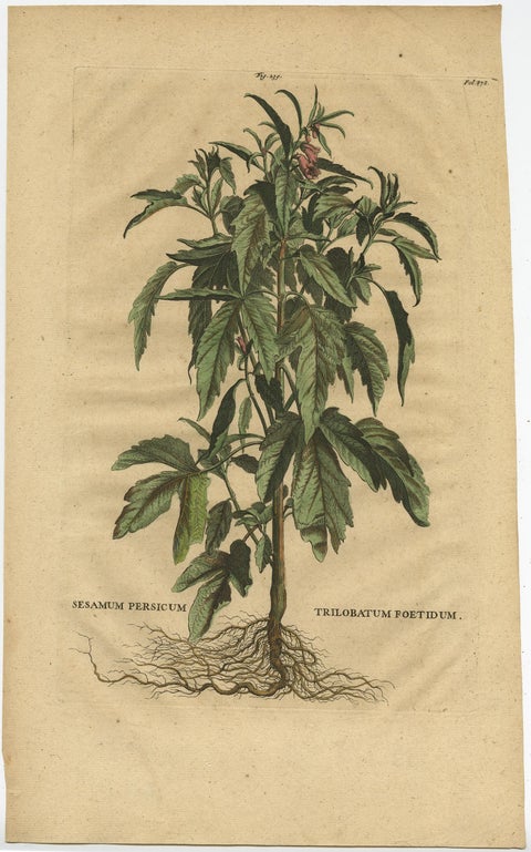 Botanical Illustration of Sesame Plant (Sesamum indicum), Munting’s 1696 Herbal, view 2