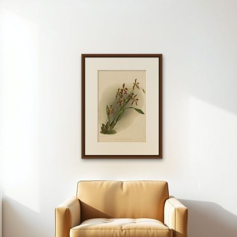 Antique Botanical Print, Exotic Orchid Odontoglossum Wattianum, c.1888, shown framed on a wall, true to size