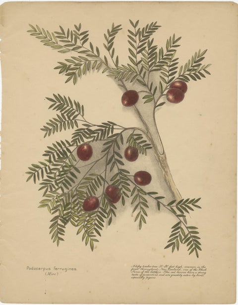 New Zealand Botanical Hand-Colored Lithograph Set with Miro & Kawakawa, 1890, view 2