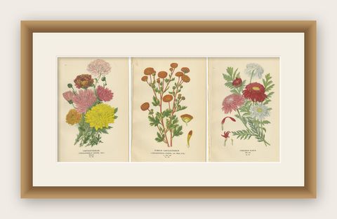 Botanical Prints: Chrysanthemums, Pompon Chrysanthemum & Pyrethrum Roseum, 1897, shown framed