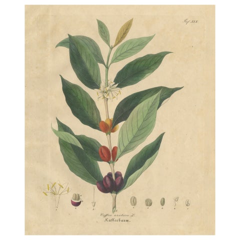 Antique Coffee Botanical Print, Coffea Arabica, Hand Colored, c.1831