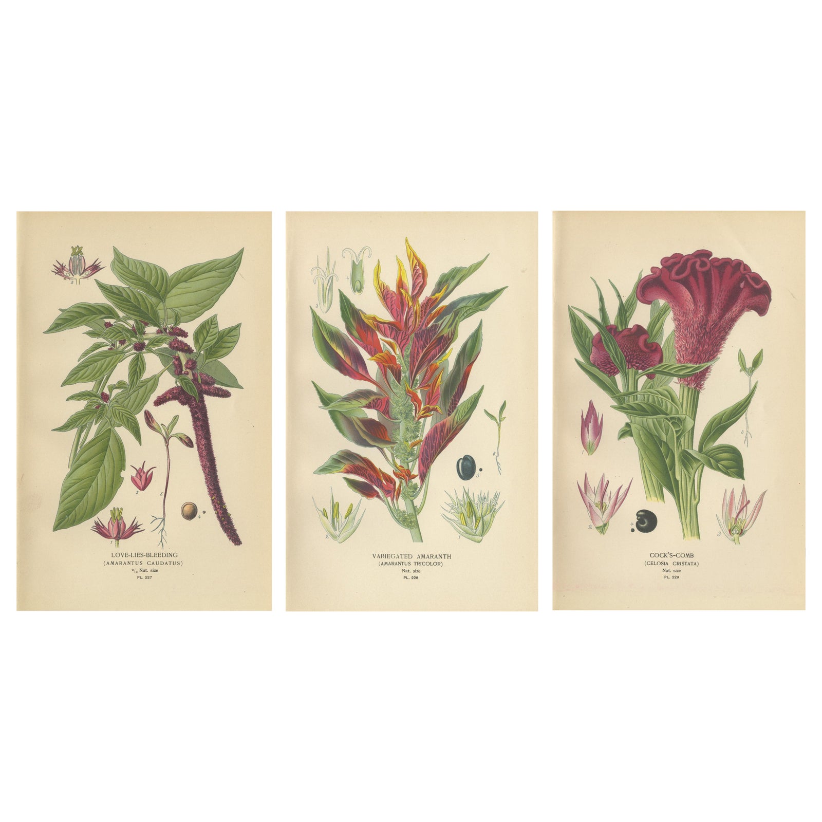 1897 Botanical Prints, Love-Lies-Bleeding, Variegated Amaranth, and Cockscomb