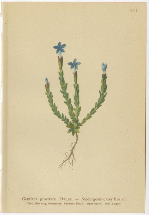 Alpine Gentiana Botanical Wall Collection, Set of 10, Antique Chromolithos, 1897, view 11