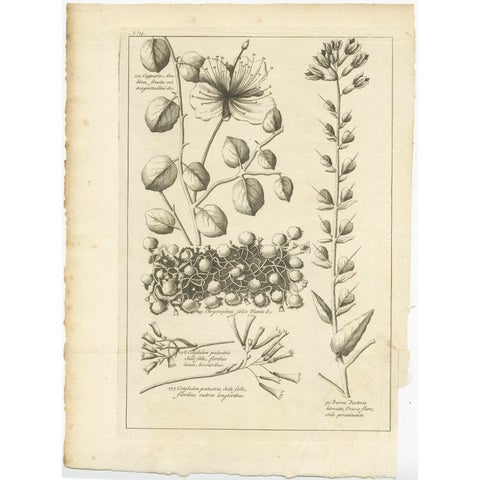 Antique Engraving of the Caper Bush and Other Plants, 1773, view 2