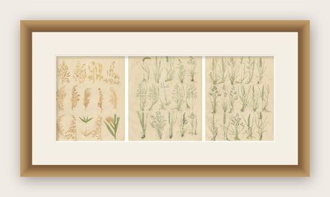 Antique Oats and Wild Grasses Prints, Botanical Lithographs, 1852, shown framed