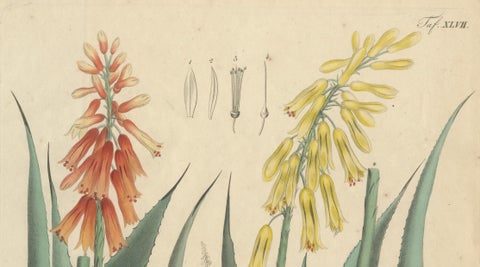 Antique Botanical Print of Aloe Socotrina & Aloe Vulgaris, c.1831, close-up 2