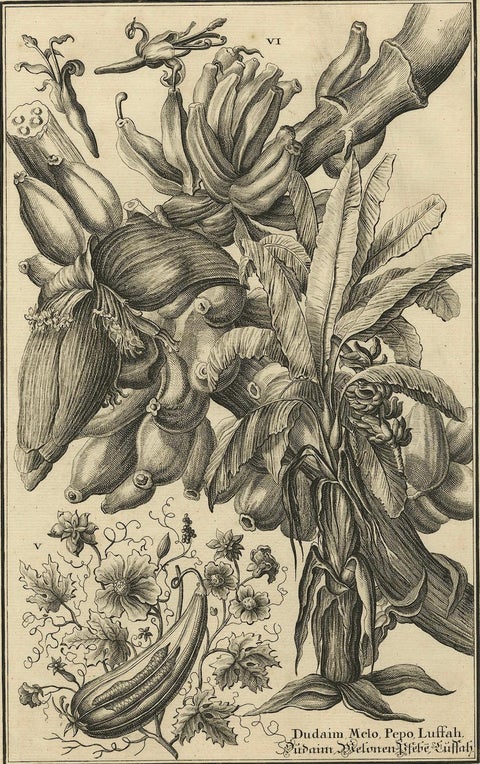 Biblical Botanical Print, Dudaim Melon Engraving by Corvinus, 1731, close-up 5